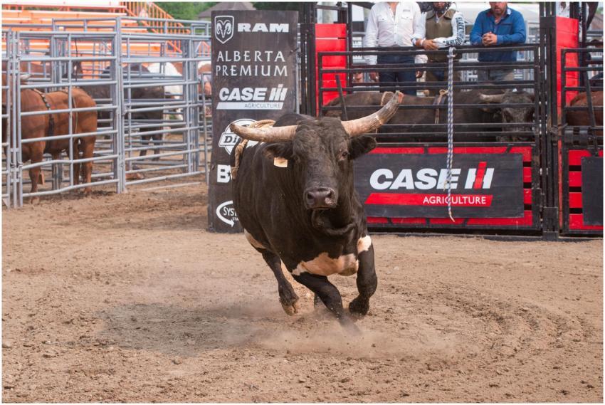 Fierce bull charging in an open rodeo arena amidst