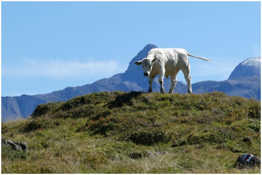 Free stock photo of berge, bergwald, blauer himmel