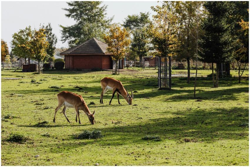 Peaceful scene of deer grazing on lush green grass