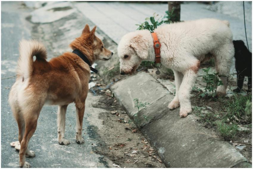 Two dogs meet and greet on a city street, showcasi