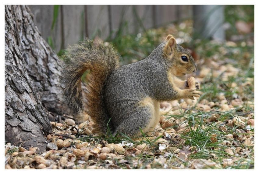 Squirrel Fox Squirrel Hd Wallpaper Animal