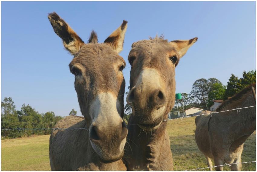 Two donkeys leaning over a fence on a sunny farm d
