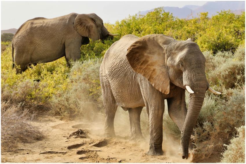 Majestic African Elephants Natural