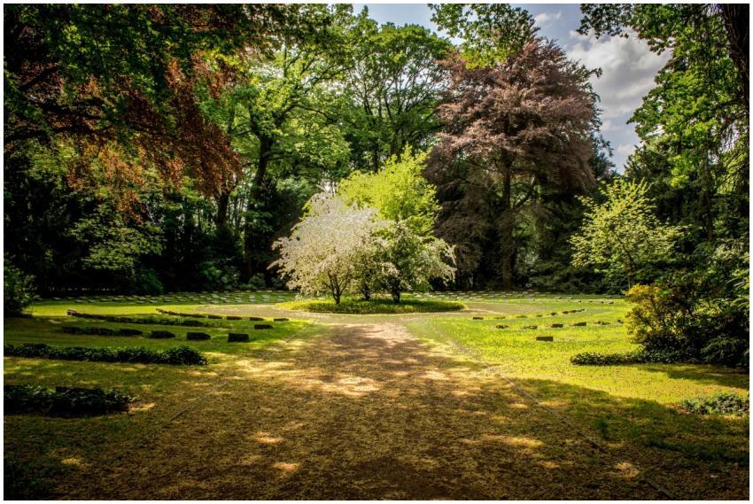Beautiful garden with lush greenery and blooming t