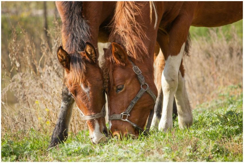 Two horses grazing in a serene autumn field, showc
