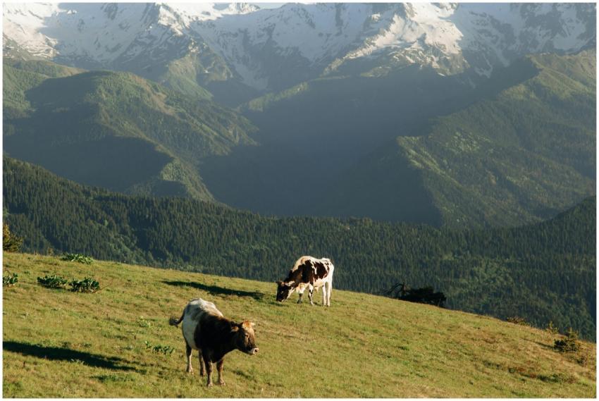 Cows graze peacefully on a hillside with stunning