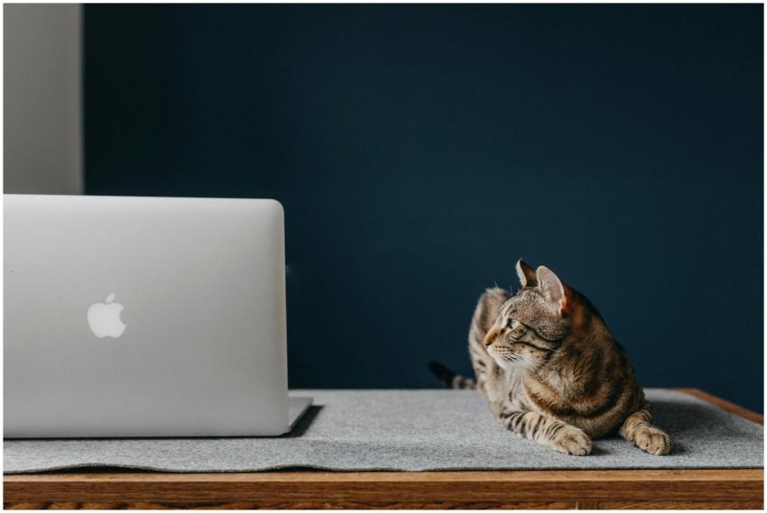 A serene brown tabby cat lies next to a laptop on