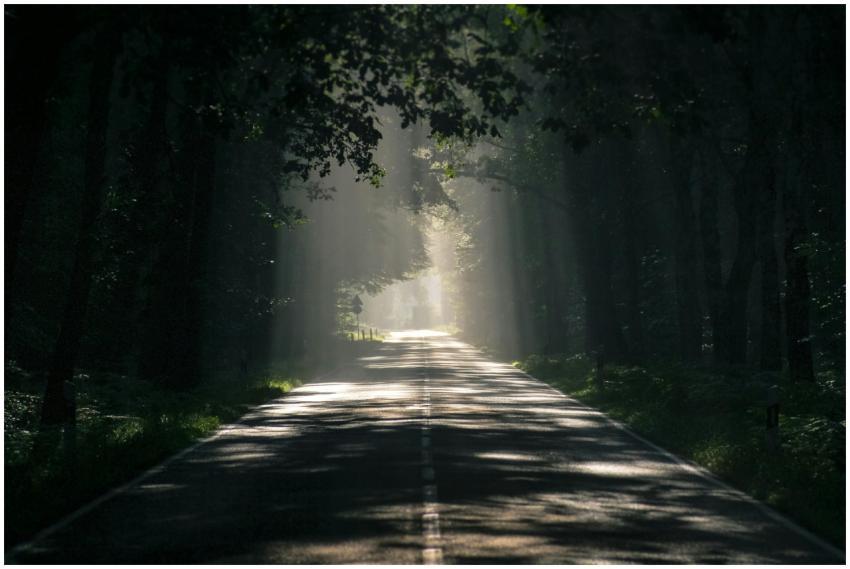 A scenic forest road illuminated by sunlight filte