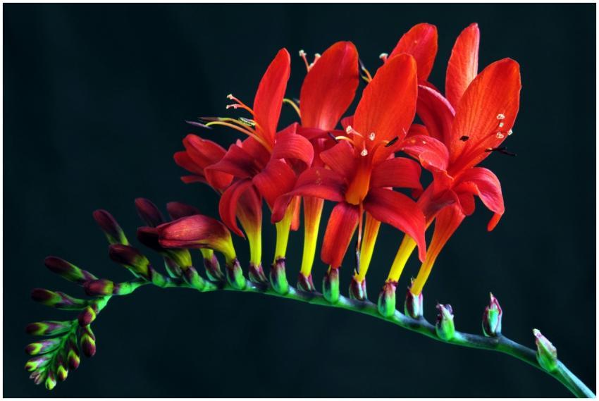 A striking close-up of blooming red crocosmia flow