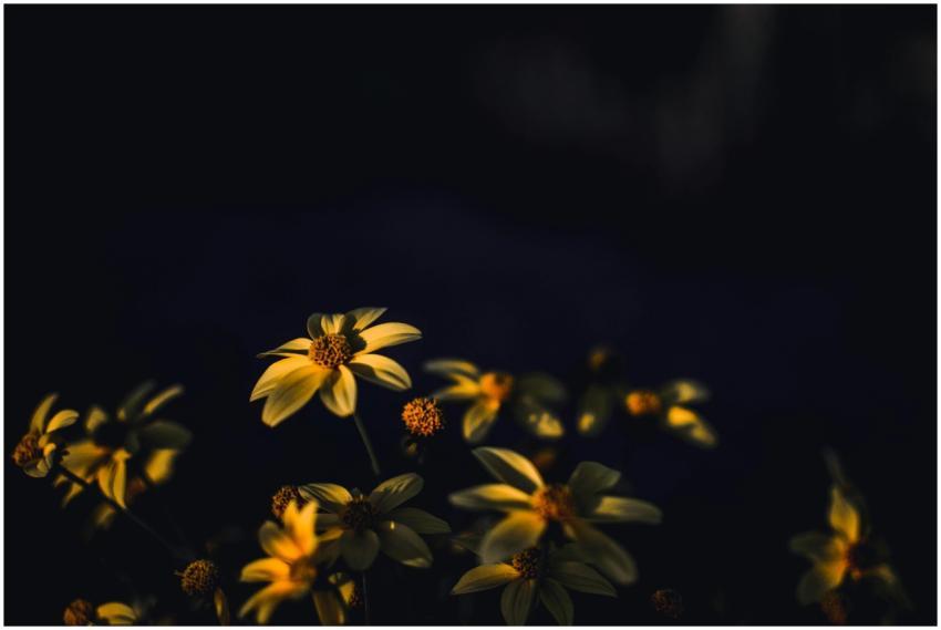 A close-up of yellow flowers in a dark moody setti