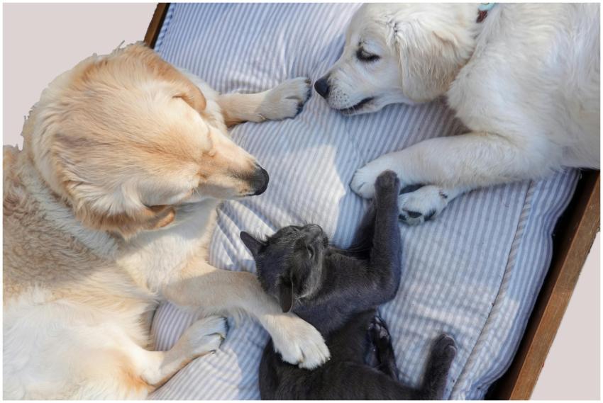 Adorable golden retrievers and a cat comfortably l