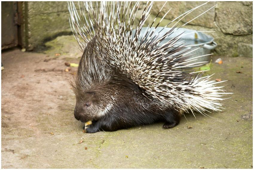 African crested porcupine with sharp quills enjoyi