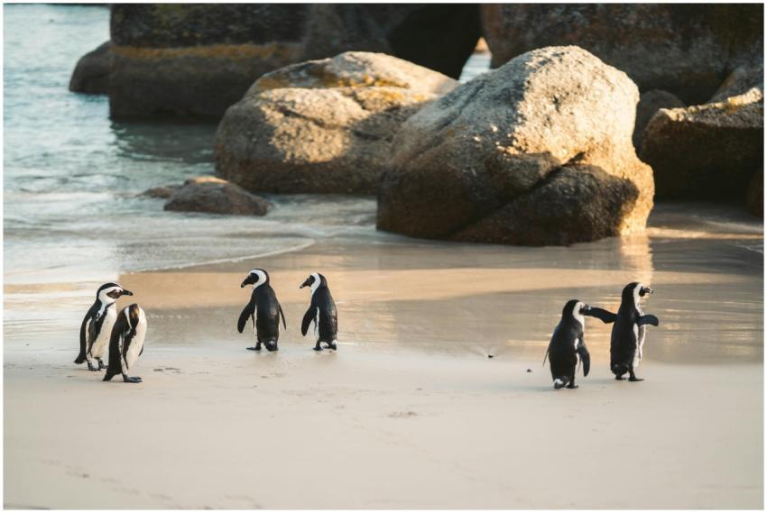 Group of African penguins on a sunny beach with ro