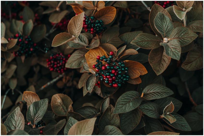 Close-up of colorful berries and autumn leaves sho