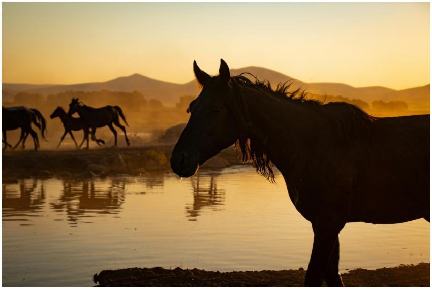 Silhouettes of horses near a lake and mountains ca