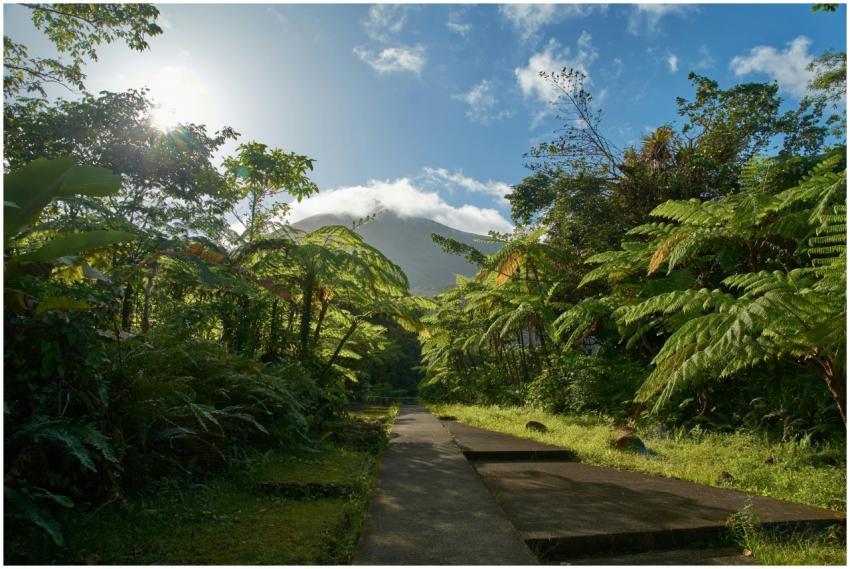Serene tropical landscape with a sunlit pathway am