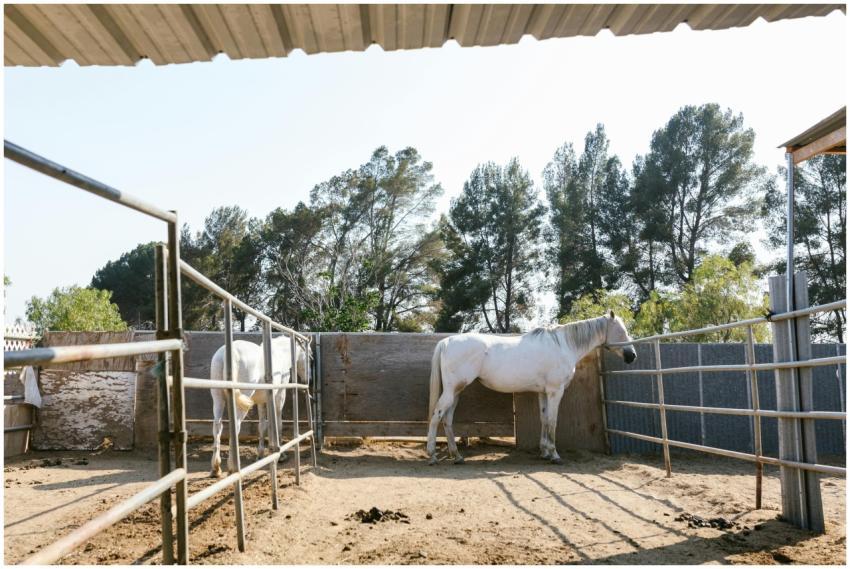 Two white horses standing in an outdoor ranch pen