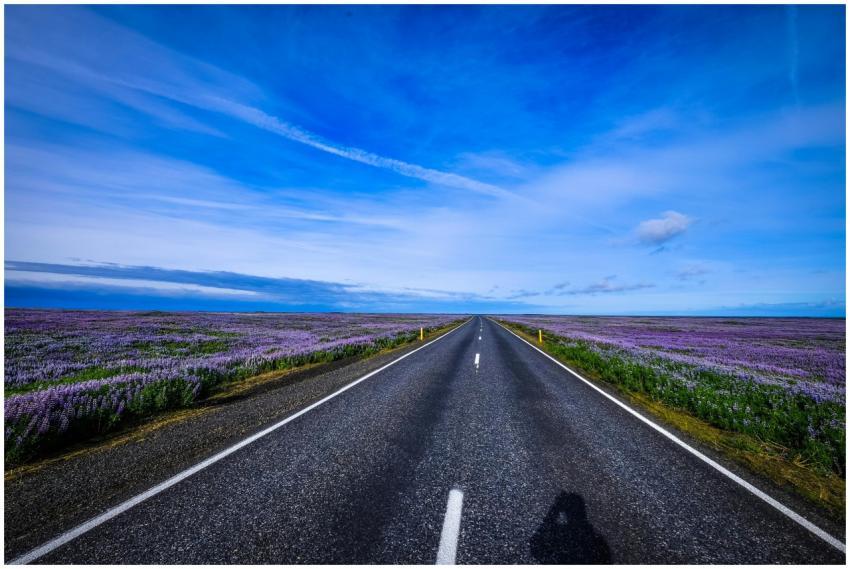 Straight road flanked by vibrant lavender fields u