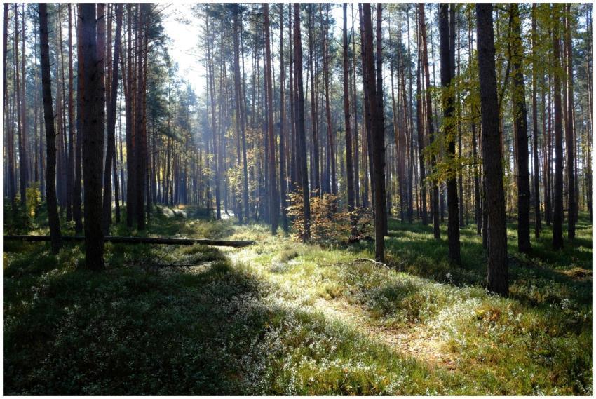 Tranquil sunlit path through a serene pine forest