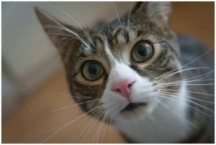 Adorable close-up of a curious domestic cat with v