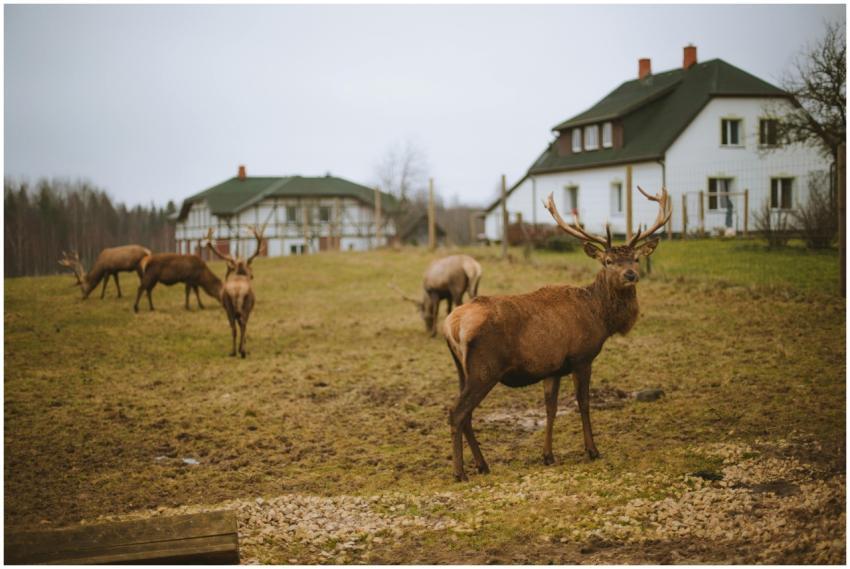 A group of deer grazing in a field near country ho