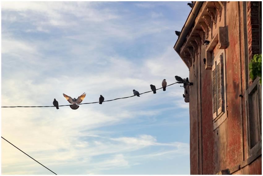 A group of pigeons sit on a wire against a cloudy
