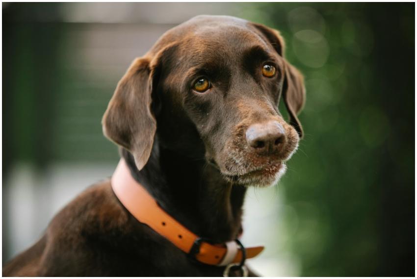 Gun dog with smooth brown coat in collar looking a