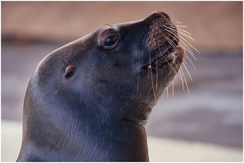 Close-up portrait of a California sea lion looking