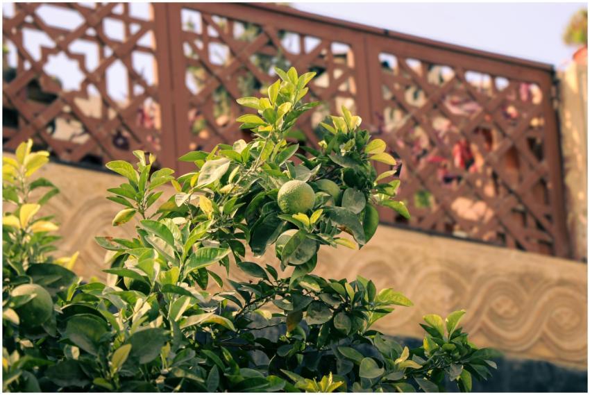 Free stock photo of damascus, free syria, mandarin