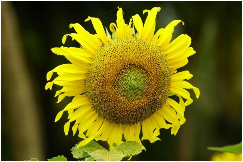 Vibrant yellow sunflower in full bloom on a sunny