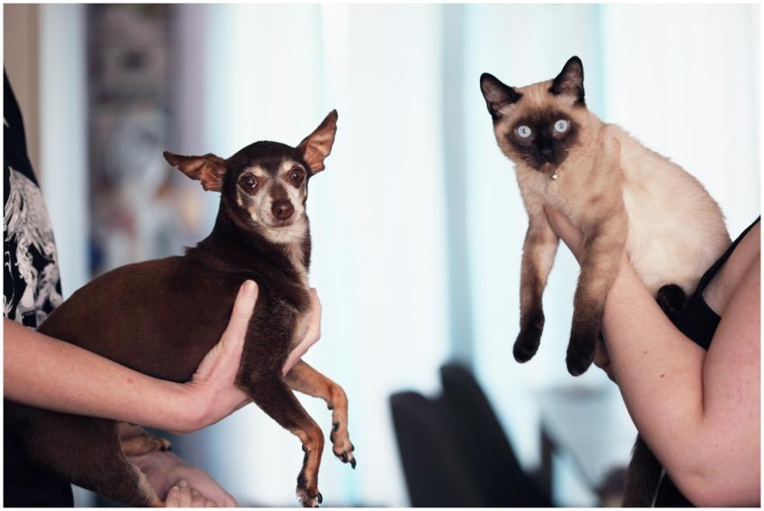 Chihuahua dog and Siamese cat being held indoors b