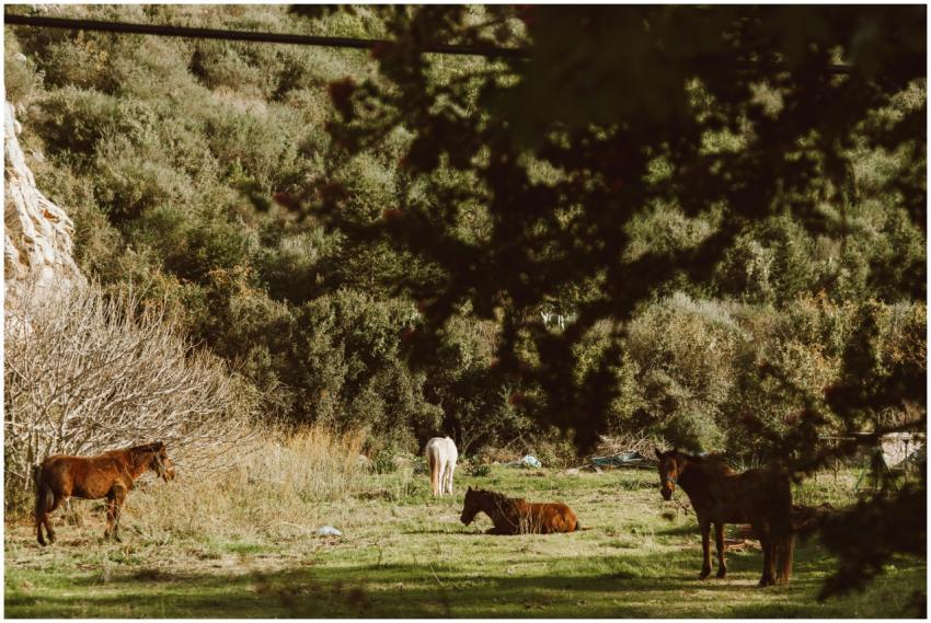A serene countryside scene with horses grazing and