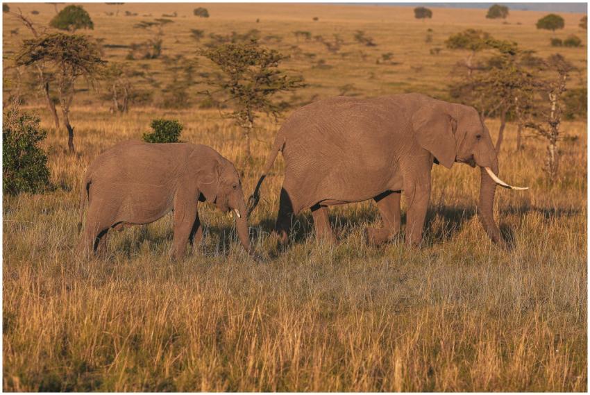 Wild African elephants walking through the savanna