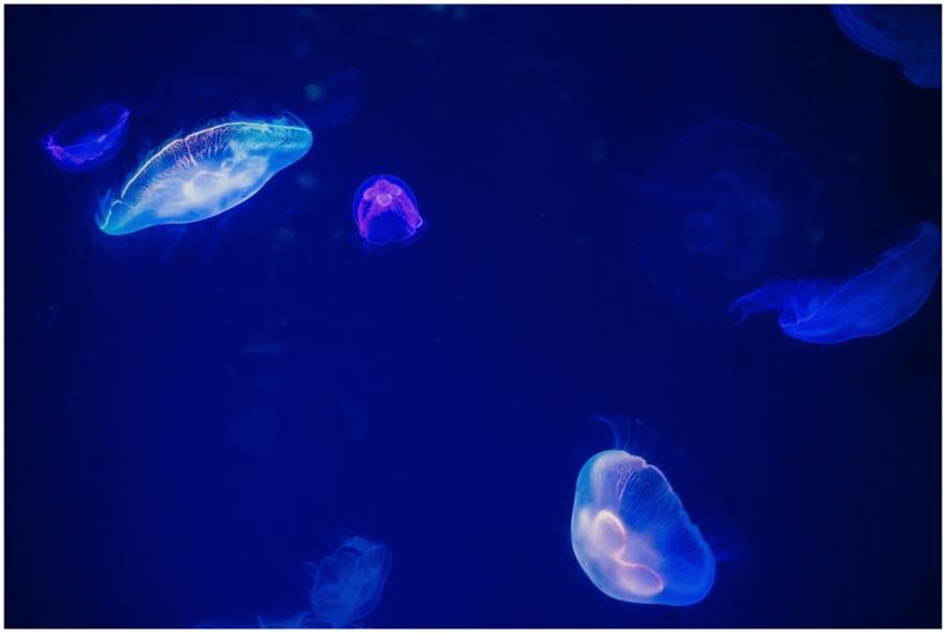 Glowing jellyfish drifting gracefully in deep blue