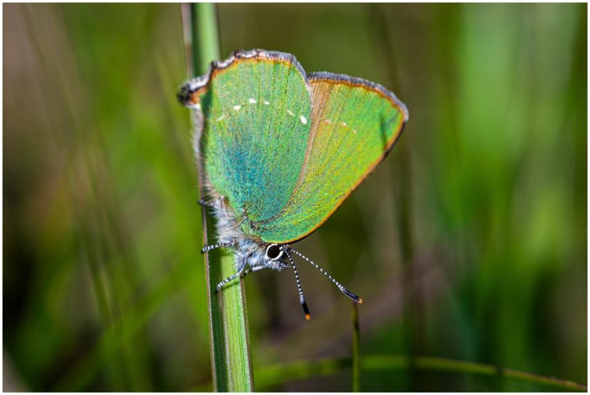 Detailed macro photograph of a Green Hairstreak bu