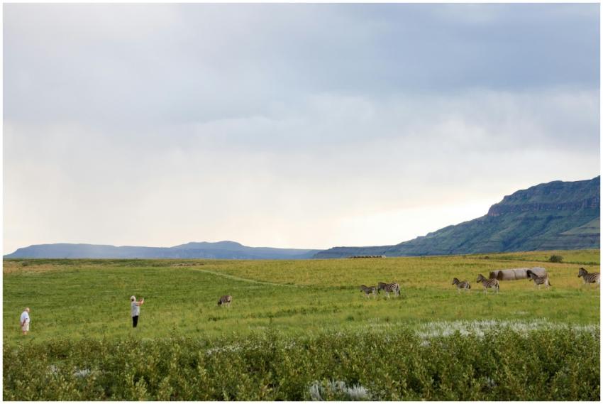 A serene countryside landscape with zebras grazing