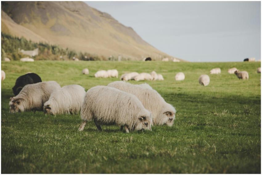 Sheep grazing peacefully in the lush green pasture