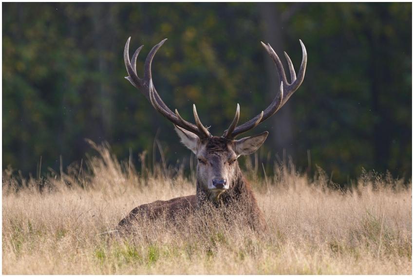 Majestic red deer resting in a peaceful grass fiel
