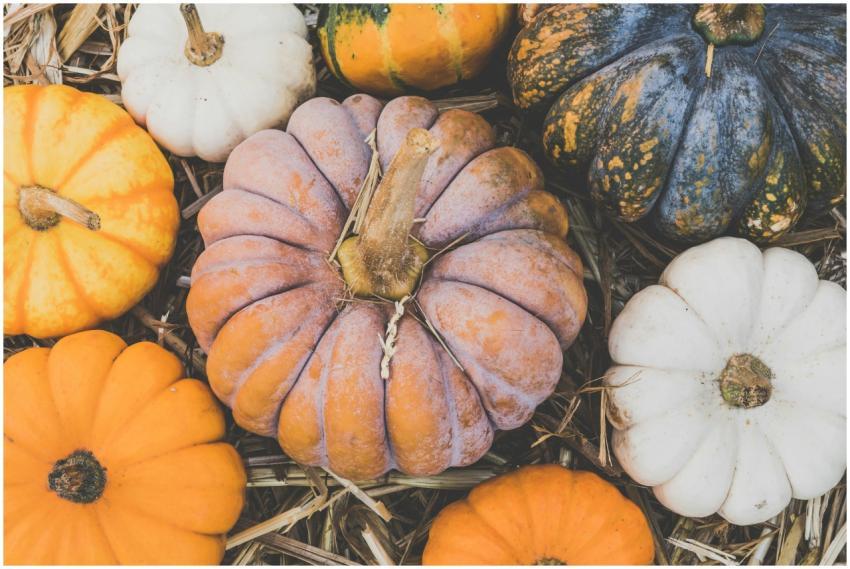 A vibrant assortment of pumpkins in different colo