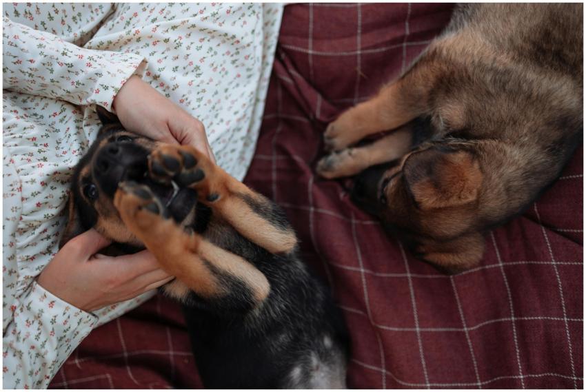 Two energetic puppies playing and snuggling on a w