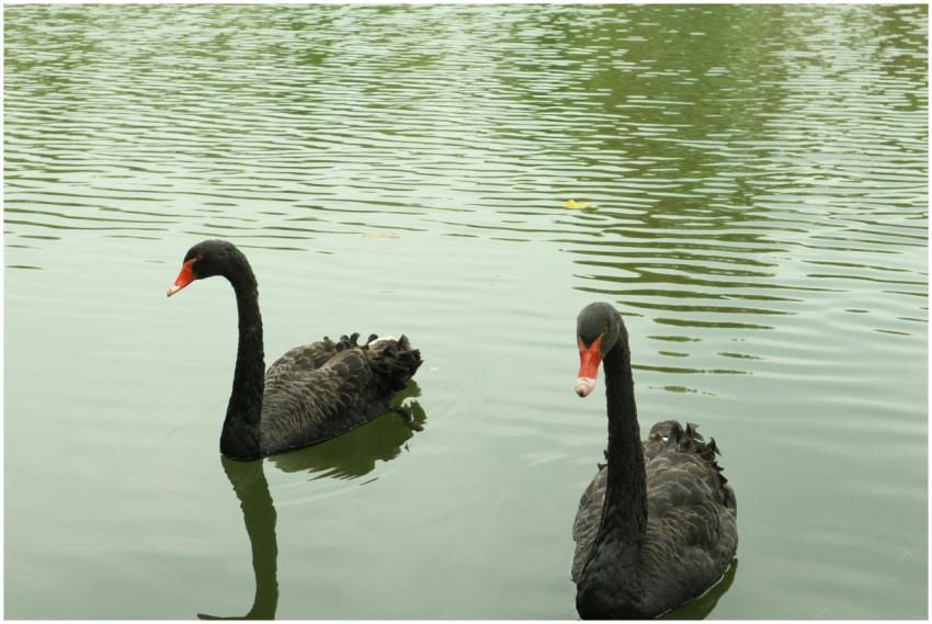 Two black swans with red beaks swim gracefully on