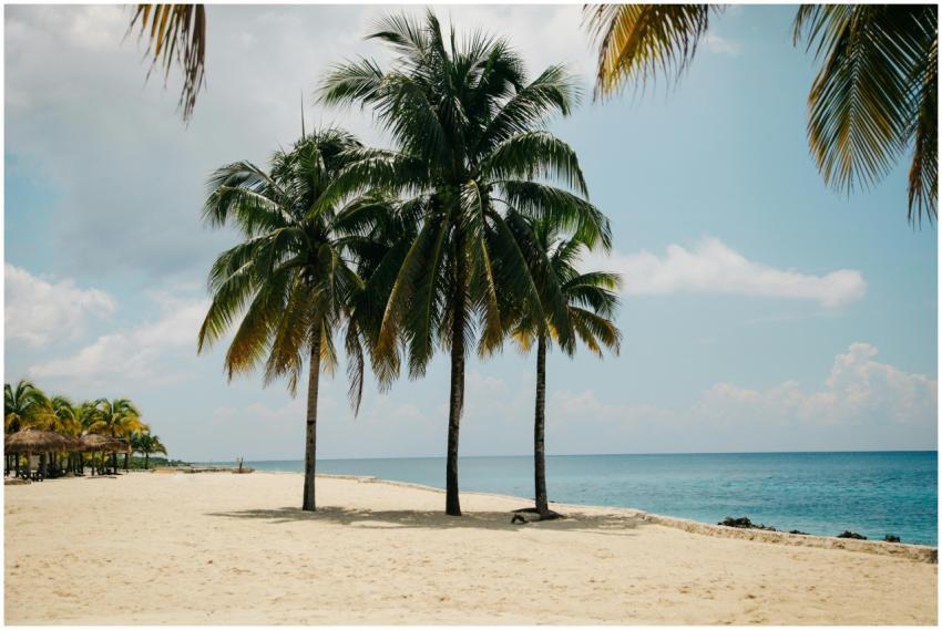 Idyllic tropical beach scene with coconut trees an