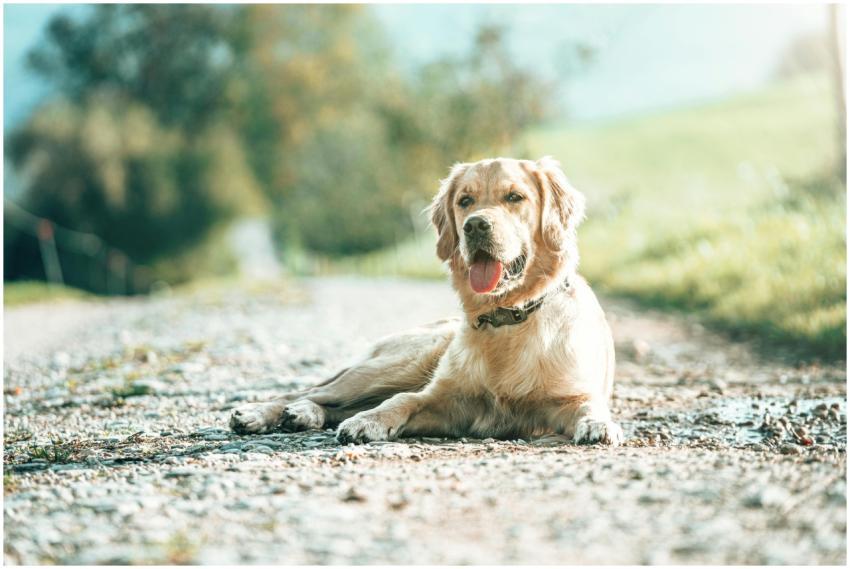 A golden retriever lying on a sunny outdoor path,