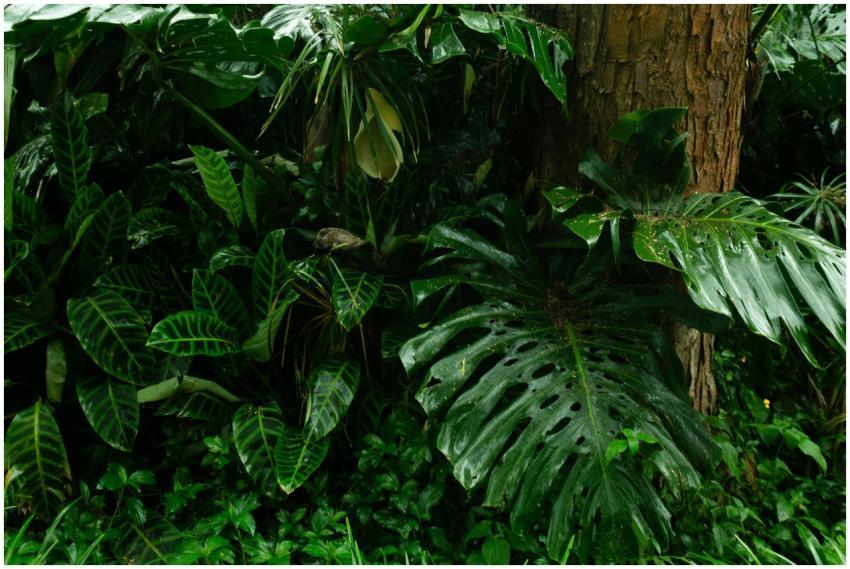 Close-up of vibrant tropical leaves in Colombia's