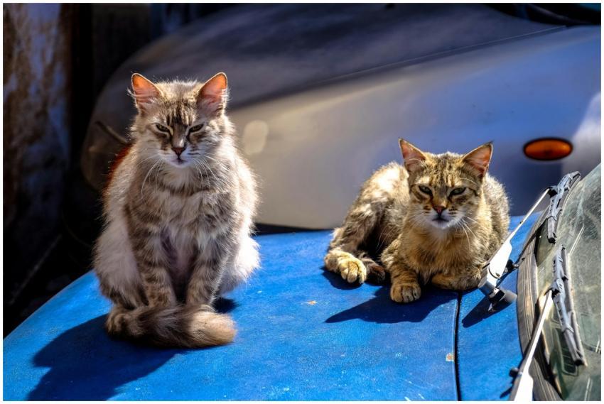 Two stray cats basking in sunlight on a car hood,