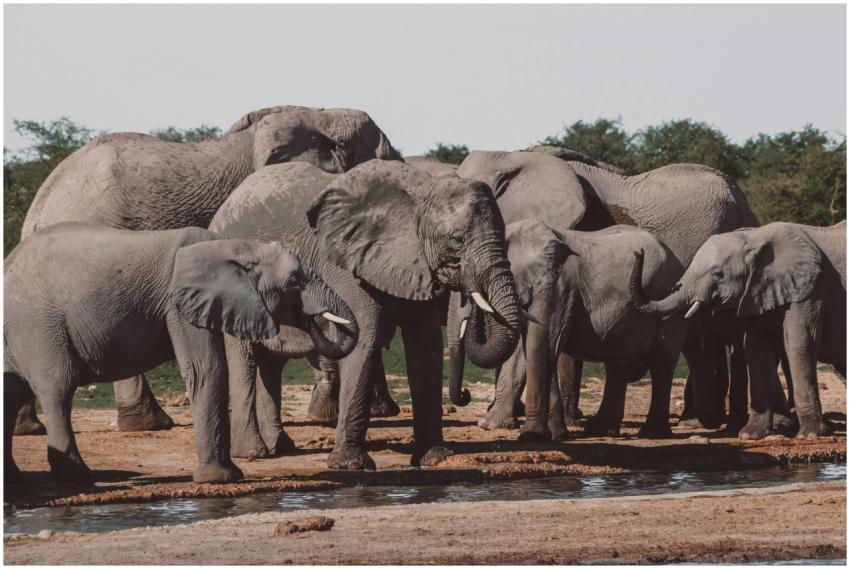A herd of African elephants at a waterhole in Nami