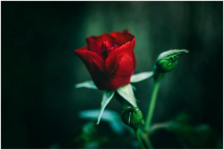 Beautiful close-up of a red rose in bloom accompan