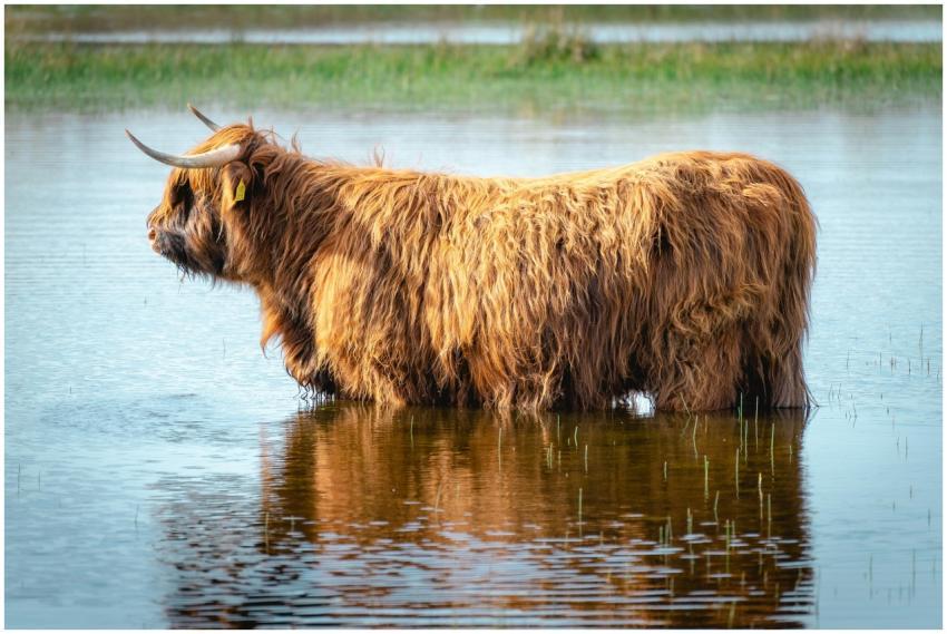 A majestic Highland cow wades through a serene wat