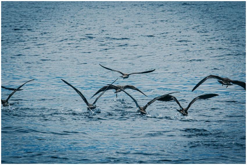 A dynamic view of seabirds flying over the ocean s