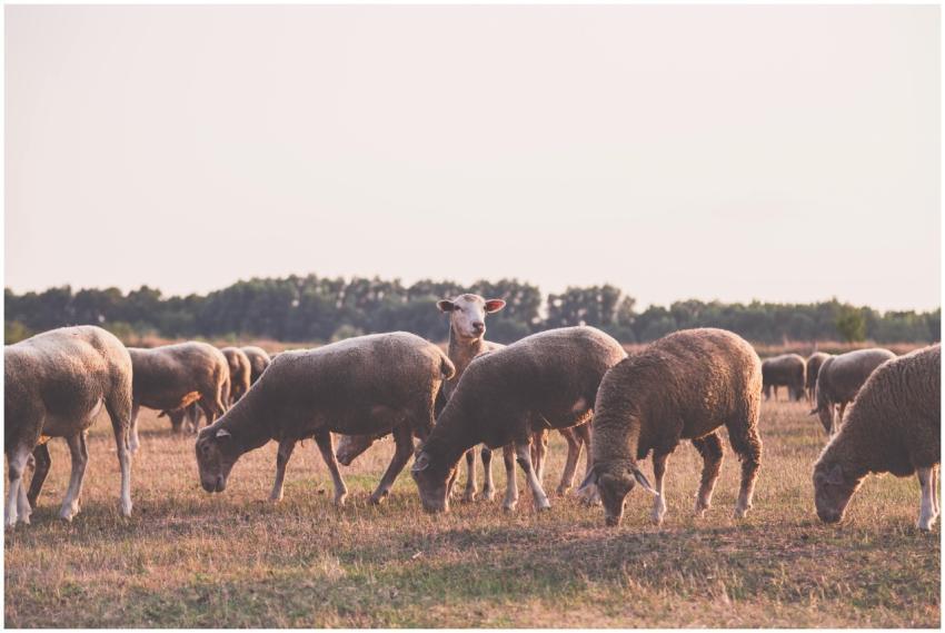 A serene group of sheep grazing in a field during